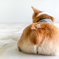 엉덩이는 만지는 것이 합법인 것