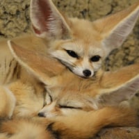 개나 고양이보단