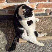 우리집 고양이 사람 모멘트