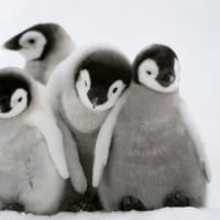 고양이는 아닌데