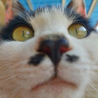 단식은 보통 몇 시간까지 괜찮다고 생각함?