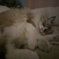 실버 현지인이 탑에 이상한챔 들고가서 골드찍은 이세계이야기