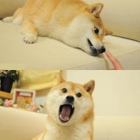 도지코인의 원본...