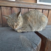 너무 열심히 원딜을 서포트한 서폿