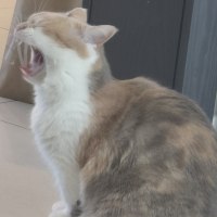 Rare Yuumi Picture
