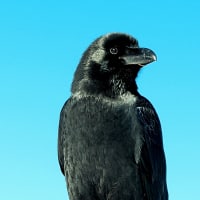 검을테면 철저히 검어라