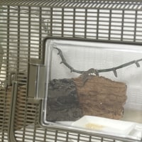 Come check out my lizard