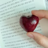 하트모양 체리!