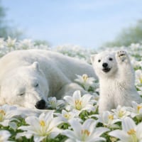 ~북극곰 연합~의 선언입니다.