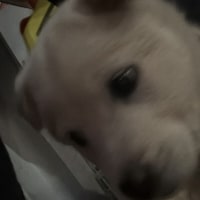 가나디 산책시키는 중인데 보고 가