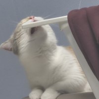 The Yuumi That Stole My Seat