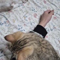 옵부이 손목 어때