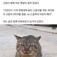 가출했다가 빚지고 당당히 돌아온 고양이.jpg