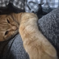 come look at the cat before you go