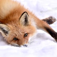 나 진짜 잘거임