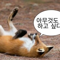 아무것도 안하는중