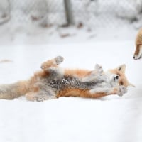 쓸 글이 없다우