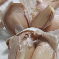 마늘에게서 이상한게 보이는데