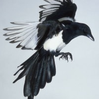 인생은 원래 혼자 사는 거야