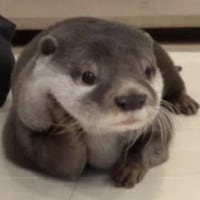 동그리오타돗테모츠키마셍