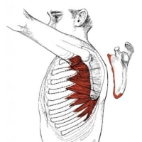 님들 꼬추크기 자랑할 때 사용되는 근육이 뭔지 암? ㅋㅋ