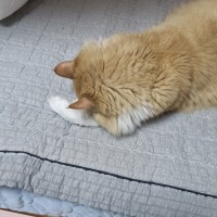 자고있는 귤뾲이