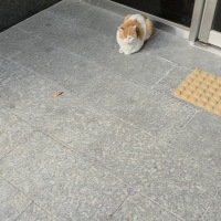 어제부터 집앞에 항상 앉아있는 고양이가 있음