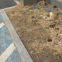우리집 앞에 전세낸 고양이 3일차