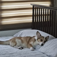 장?문)개를 밖에서 키우면 안되는 이유