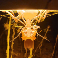 엘리스를 그릴생각은 없었는데