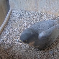 사그라다 파밀리아 대성당 송골매 라이브