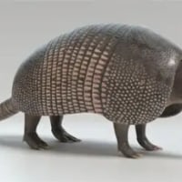 사람들이 람머스에 대해서 많이 착각하는 것