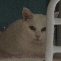 Reborn as an OP.GG User’s Cat After Being the Villainess in a Novel