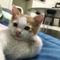 칼바 땡기까 고냥 자까