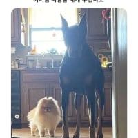 딸을 달라는 사위를 봤을 때