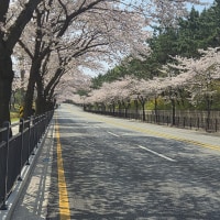 벚꽃이 피니까 거리가 예뻐보인다