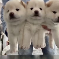 지옥의 수문장