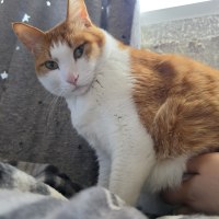 고양이 뱃살 주물럭