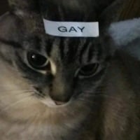 냥옵붕
