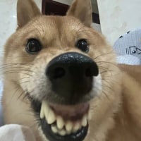 윗윗집 헬창ㅅ끼 사시미마렵네