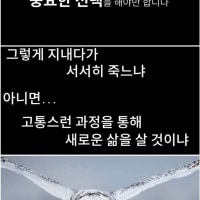 올빼미의 선택.jpg