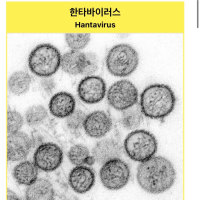 어떻게 바이러스 이름이 ㅋㅋㅋ