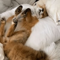Good night.