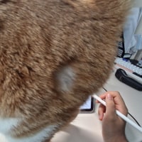 Disturbing My Study Session
