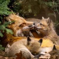 Foxes Are The Best