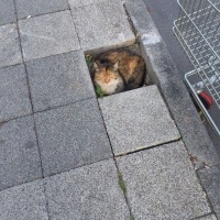 Gilaeoni