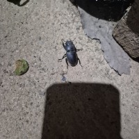 everyone come check out this rare stag beetle