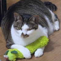 고양이 애착 인형 만드는법