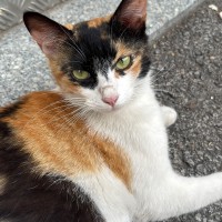 check out this cat, op.gg bros