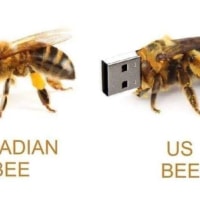 압축 파일 bee